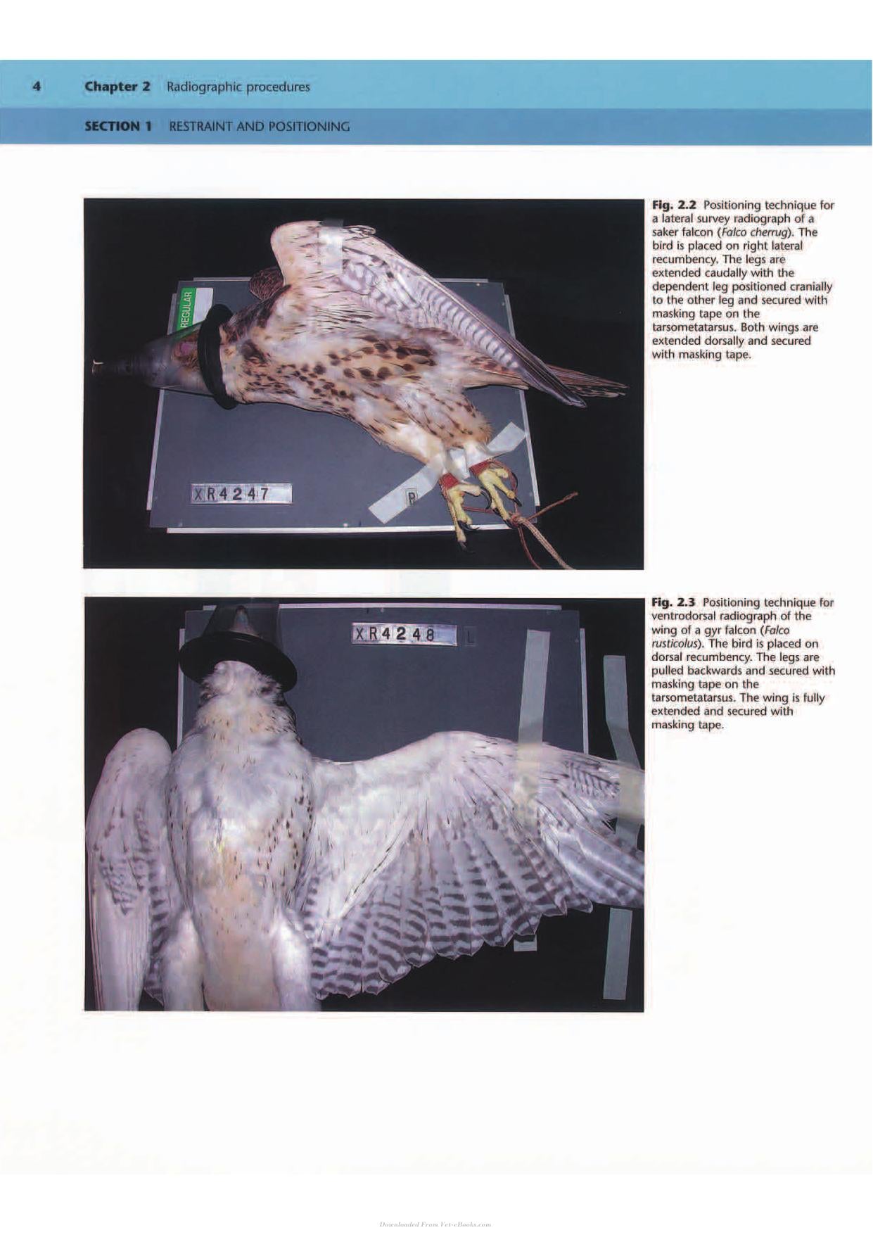 Anatomical and Clinical Radiology of Birds of Prey