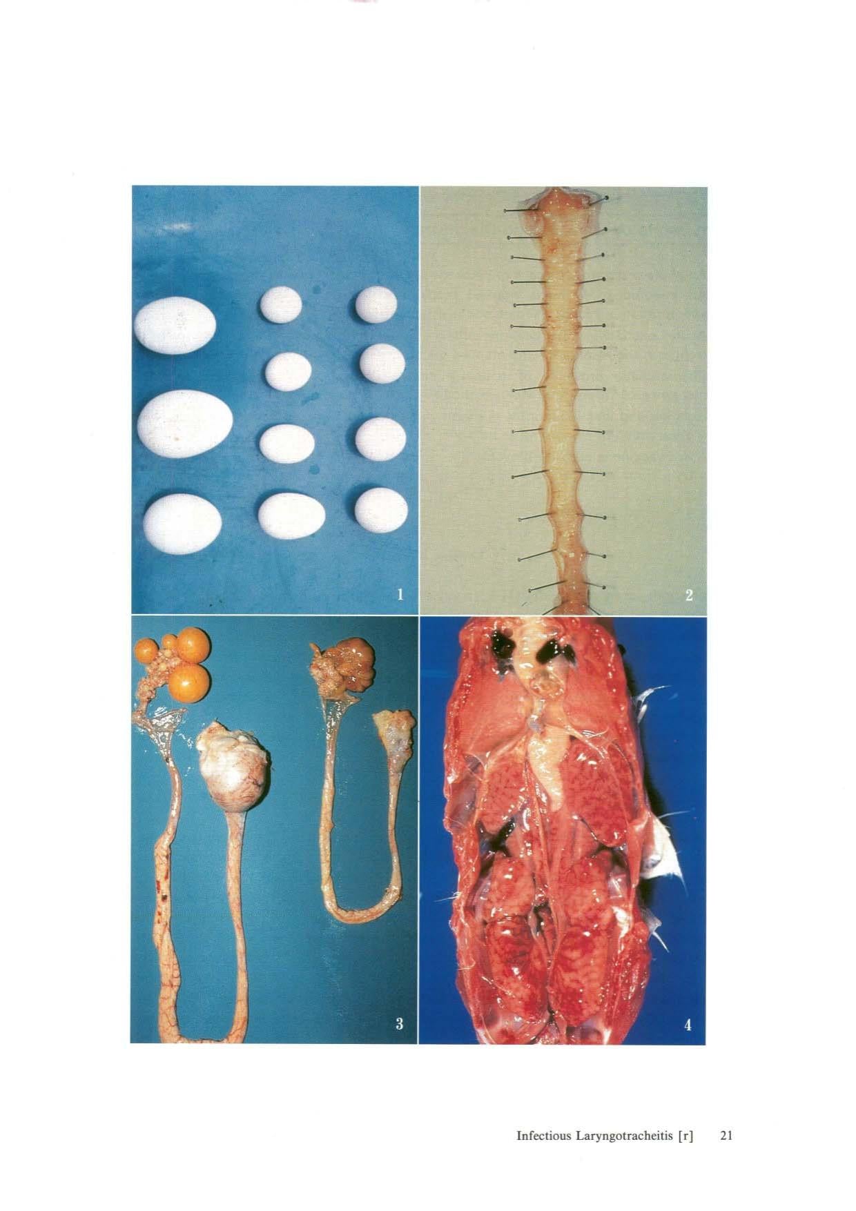 Color Manual Diseases Of Birds