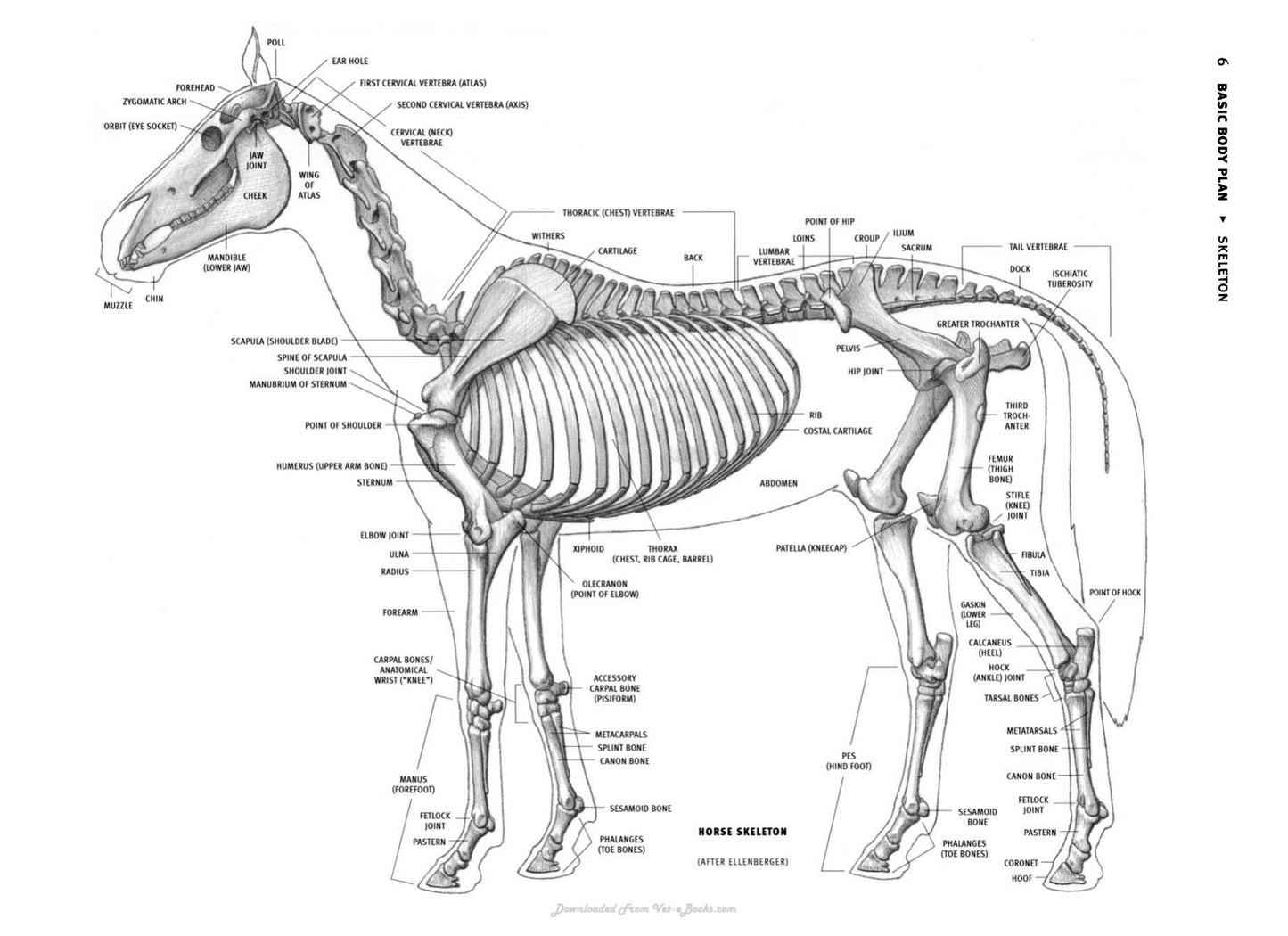 Animal Anatomy For Artists The Elements Of Form