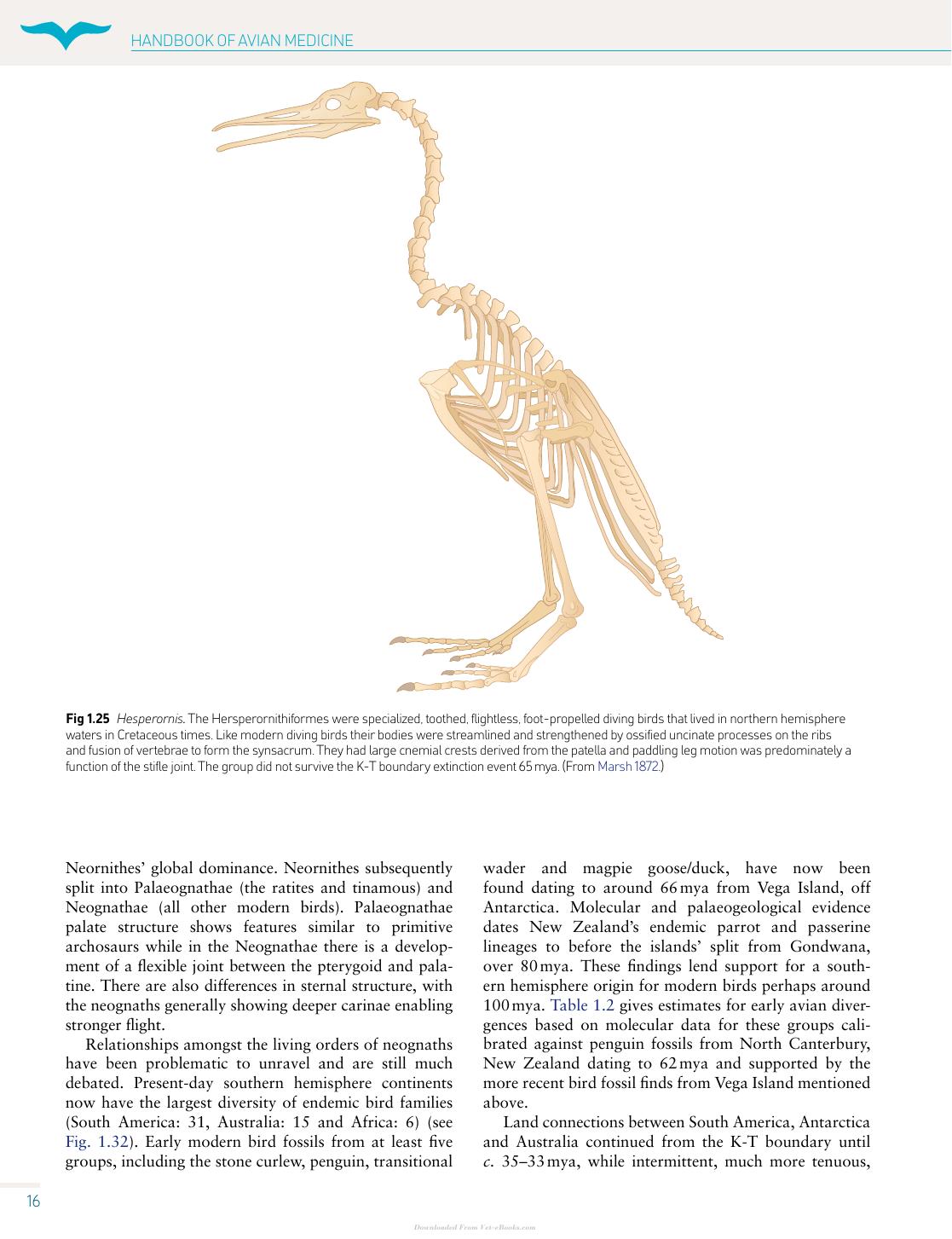 Handbook Of Avian Medicine 2nd Edition