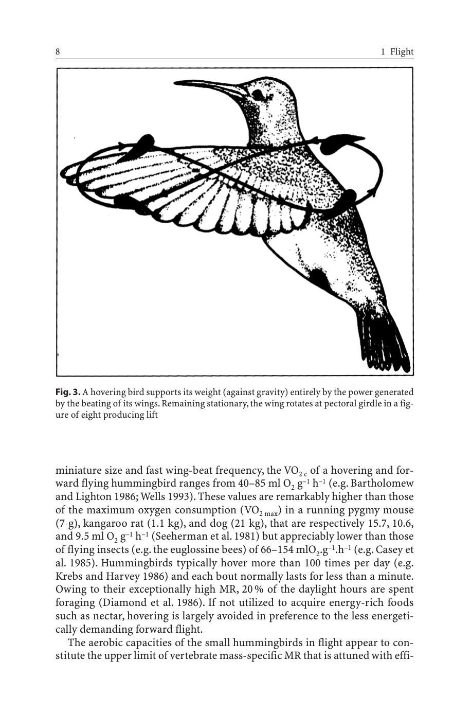 The Lung Air Sac System Of Birds