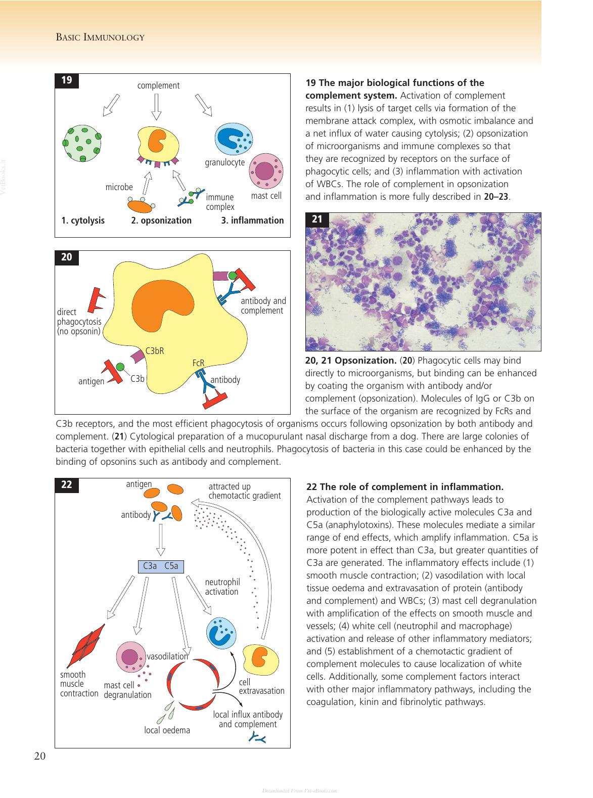 Clinical Immunology Of The Dog And Cat 2nd Edition