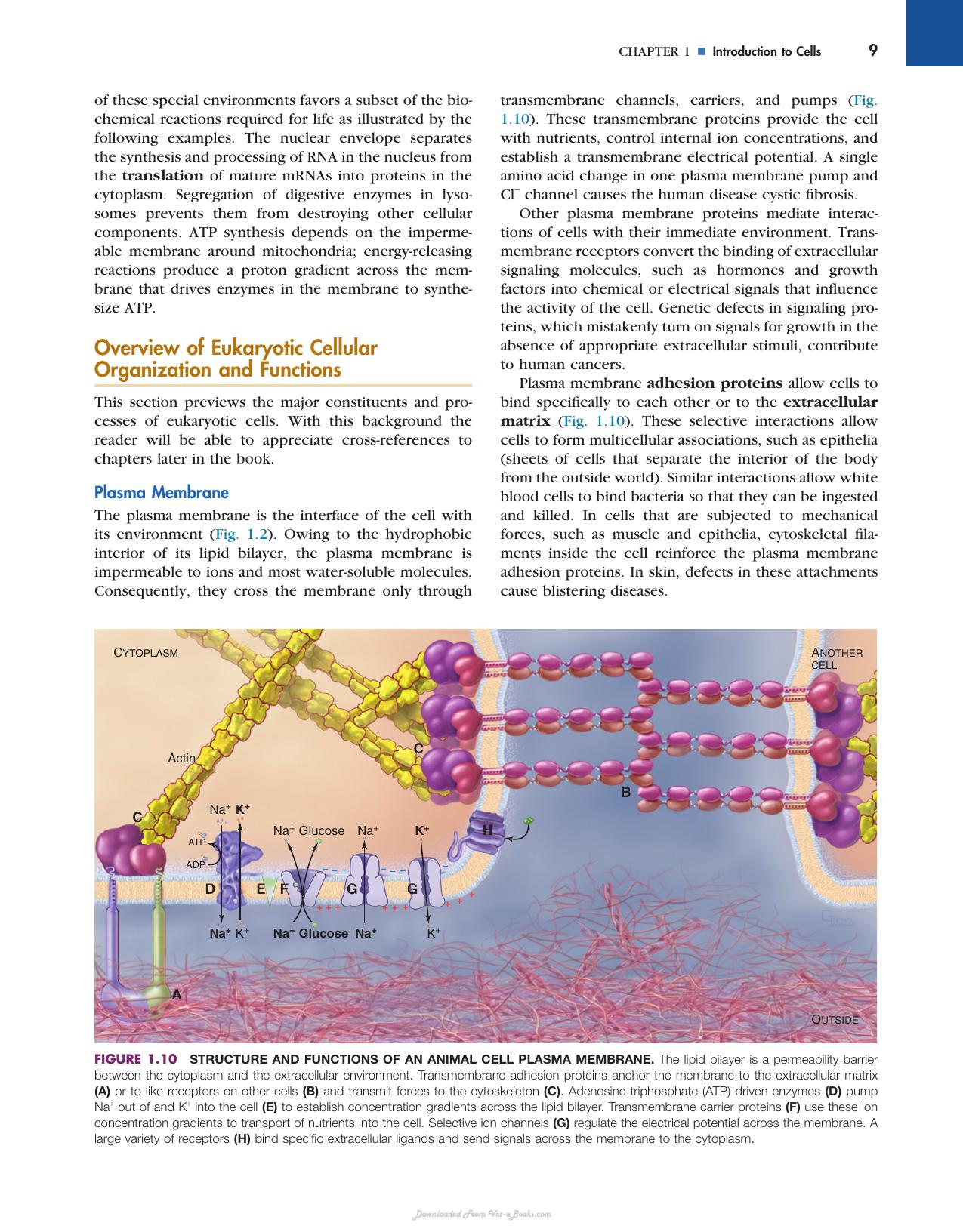 Cell Biology 3rd Edition