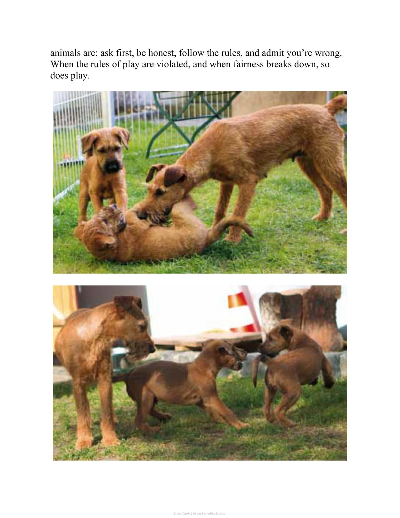 Canine Play Behavior The Science Of Dogs At Play