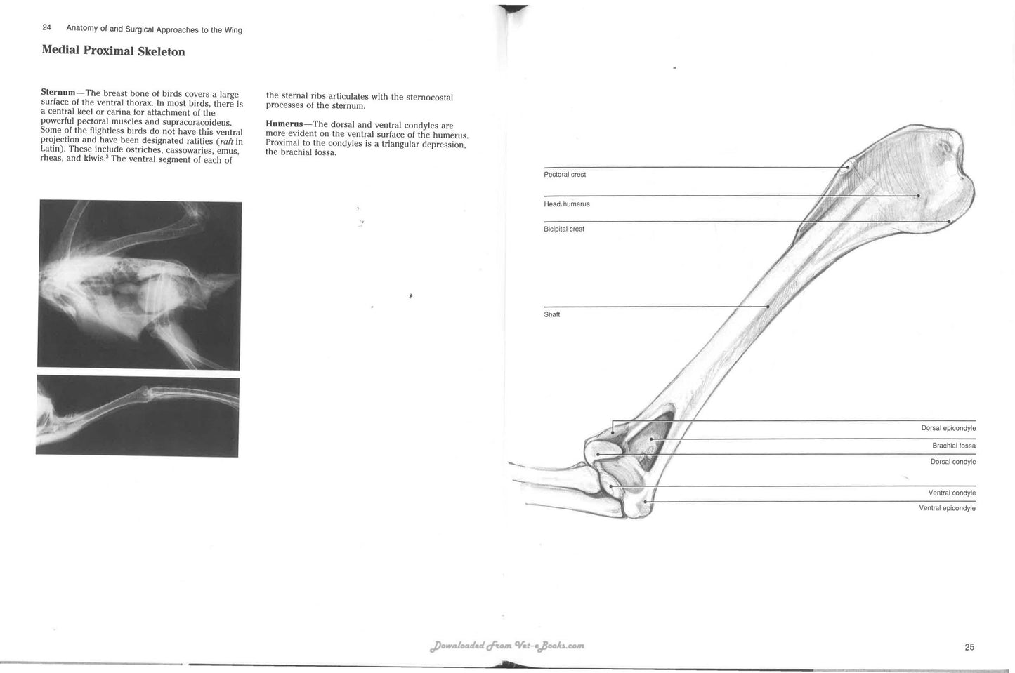 Avian Surgical Anatomy Thoracic And Pelvic Limbs
