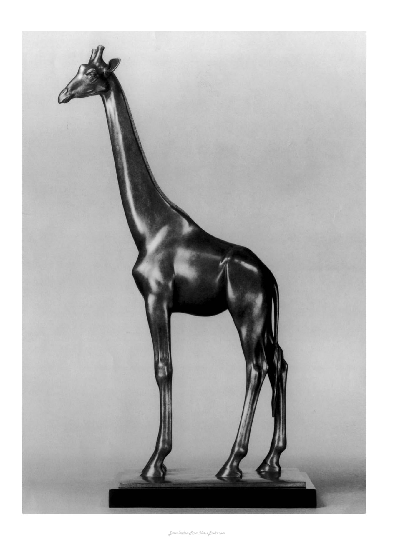 Animal Anatomy For Artists The Elements Of Form
