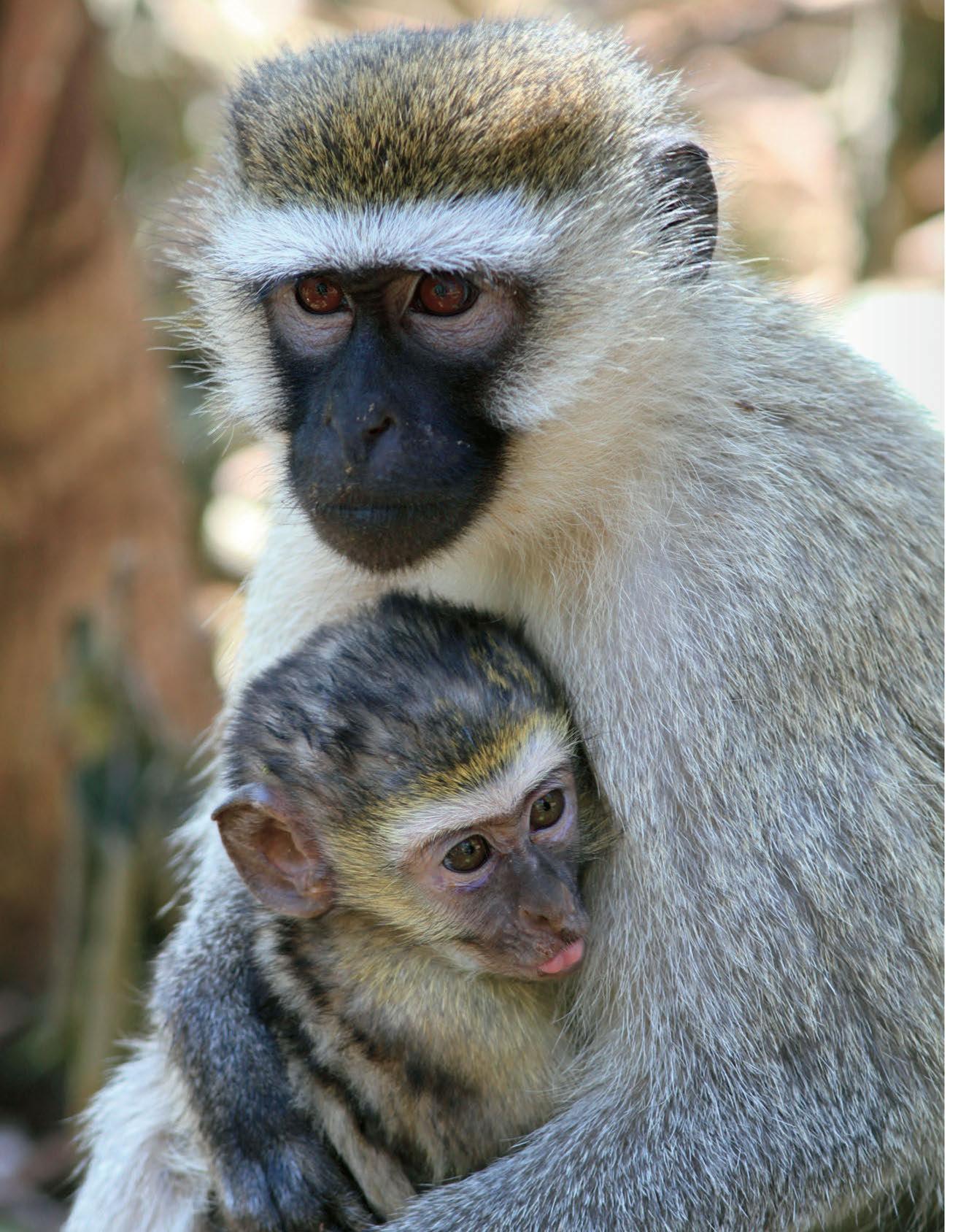 Principles Of Animal Behavior 5Th Edition