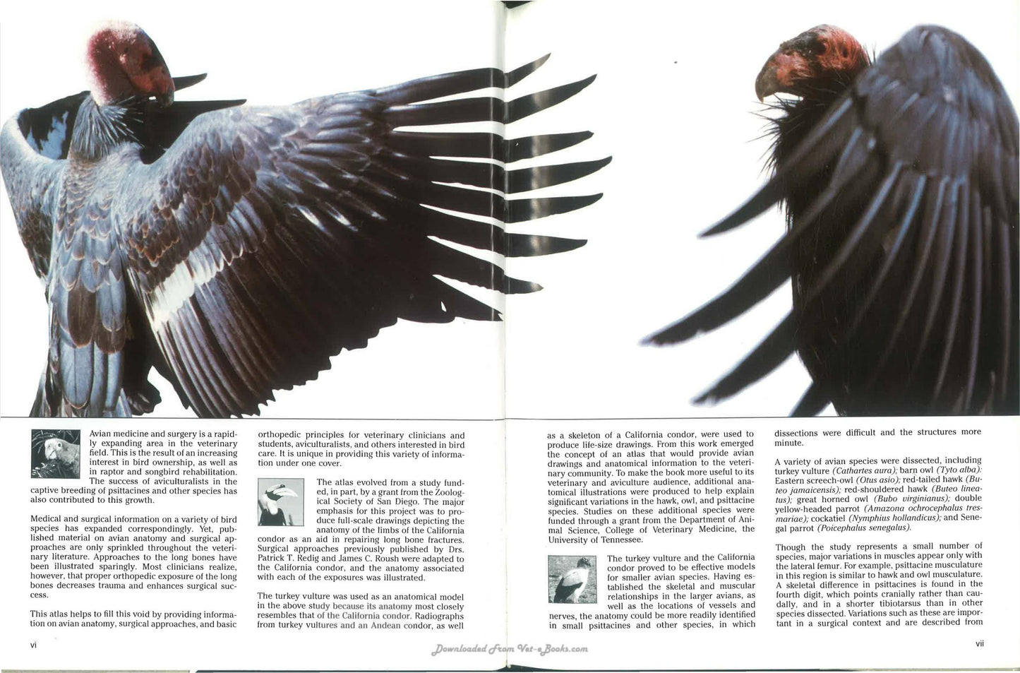 Avian Surgical Anatomy Thoracic And Pelvic Limbs