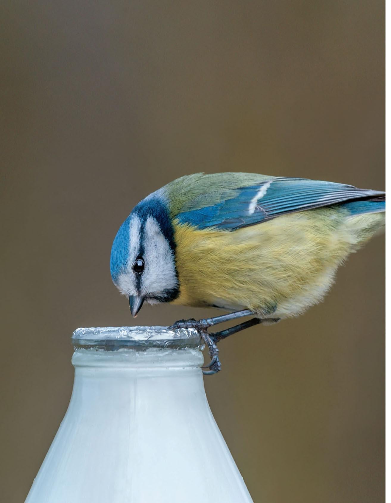 Principles Of Animal Behavior 5Th Edition