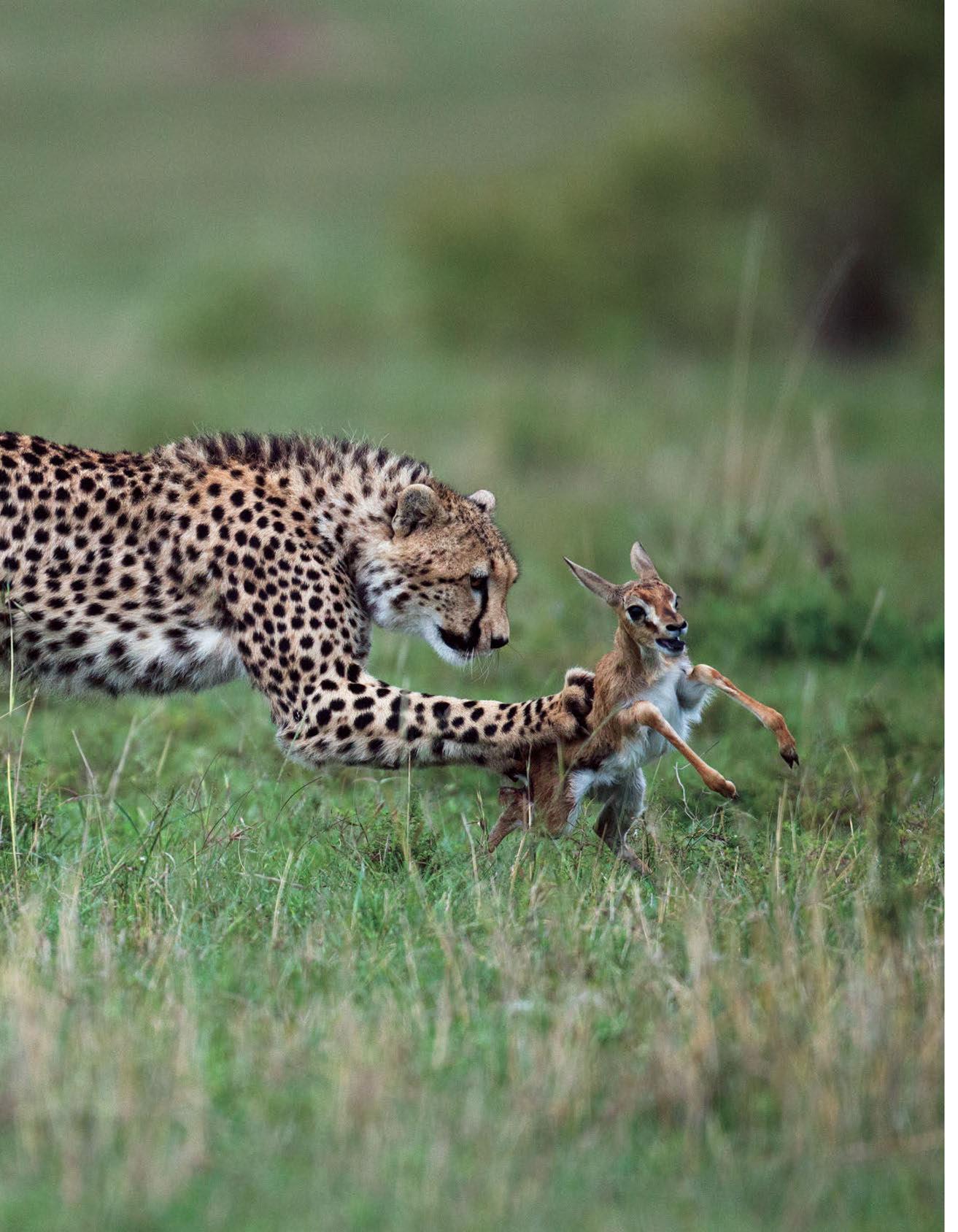 Principles Of Animal Behavior 5Th Edition