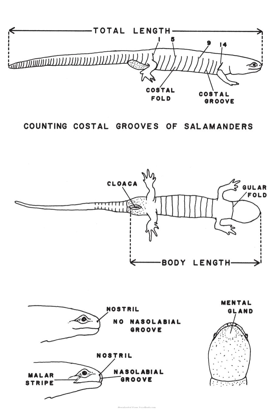 Amphibians And Reptiles Of Land Between The Lakes