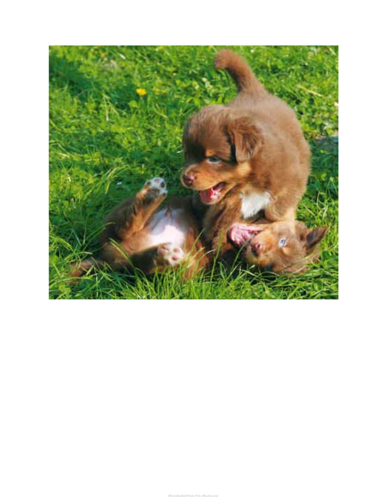Canine Play Behavior The Science Of Dogs At Play