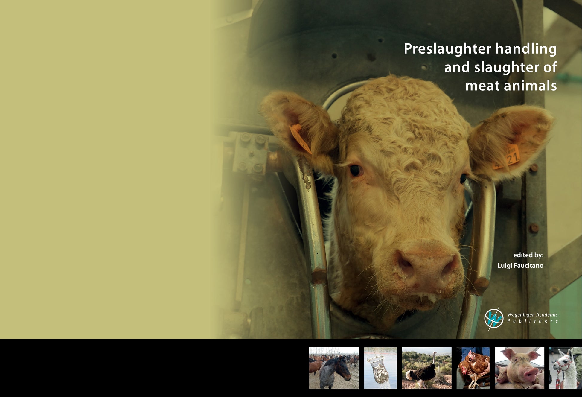 Preslaughter Handling And Slaughter Of Meat Animals