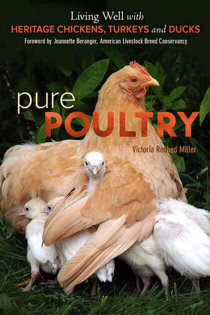 Pure Poultry Living Well With Heritage Chickens Turkeys And Ducks