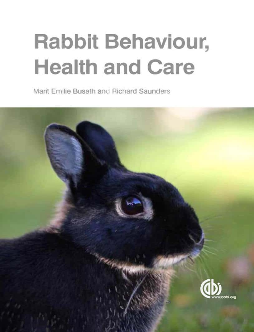 Rabbit Behaviour Health And Care