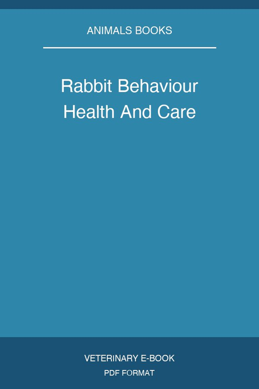 Rabbit Behaviour Health And Care