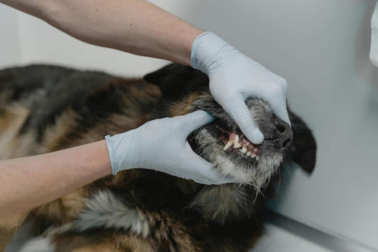 Reduced Appetite In Small Animal Practice A Clinical Approach