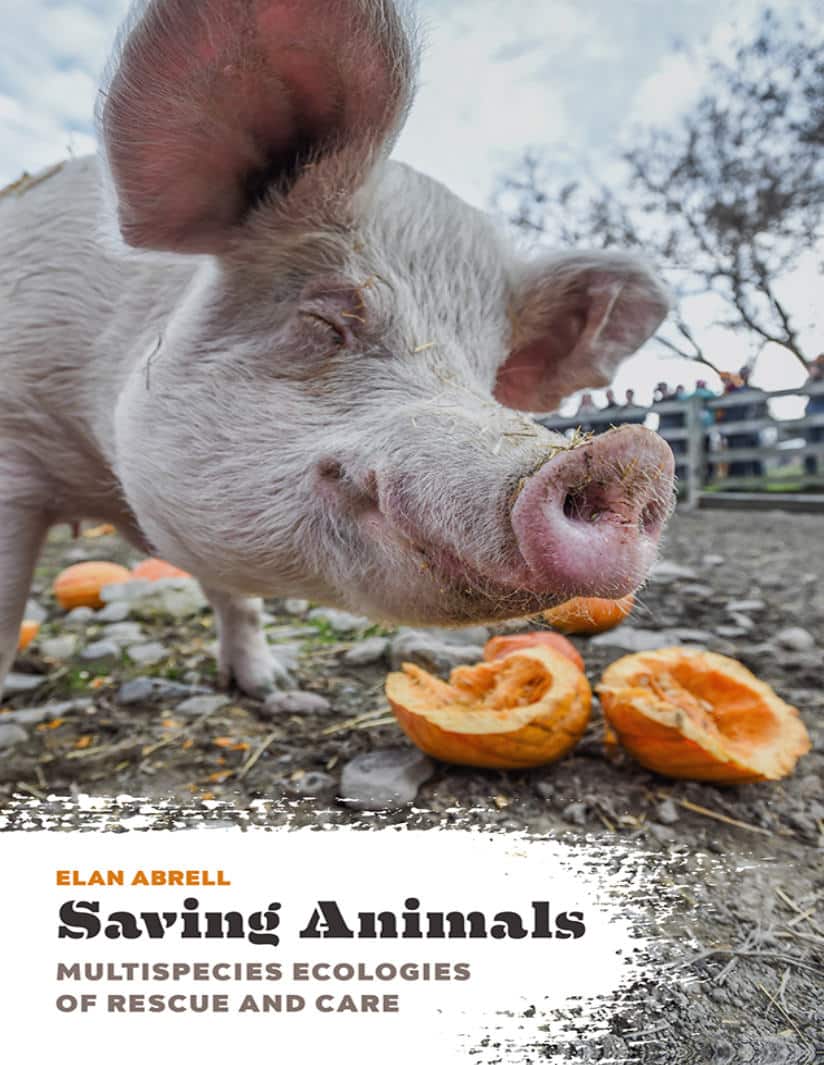 Saving Animals Multispecies Ecologies Of Rescue And Care