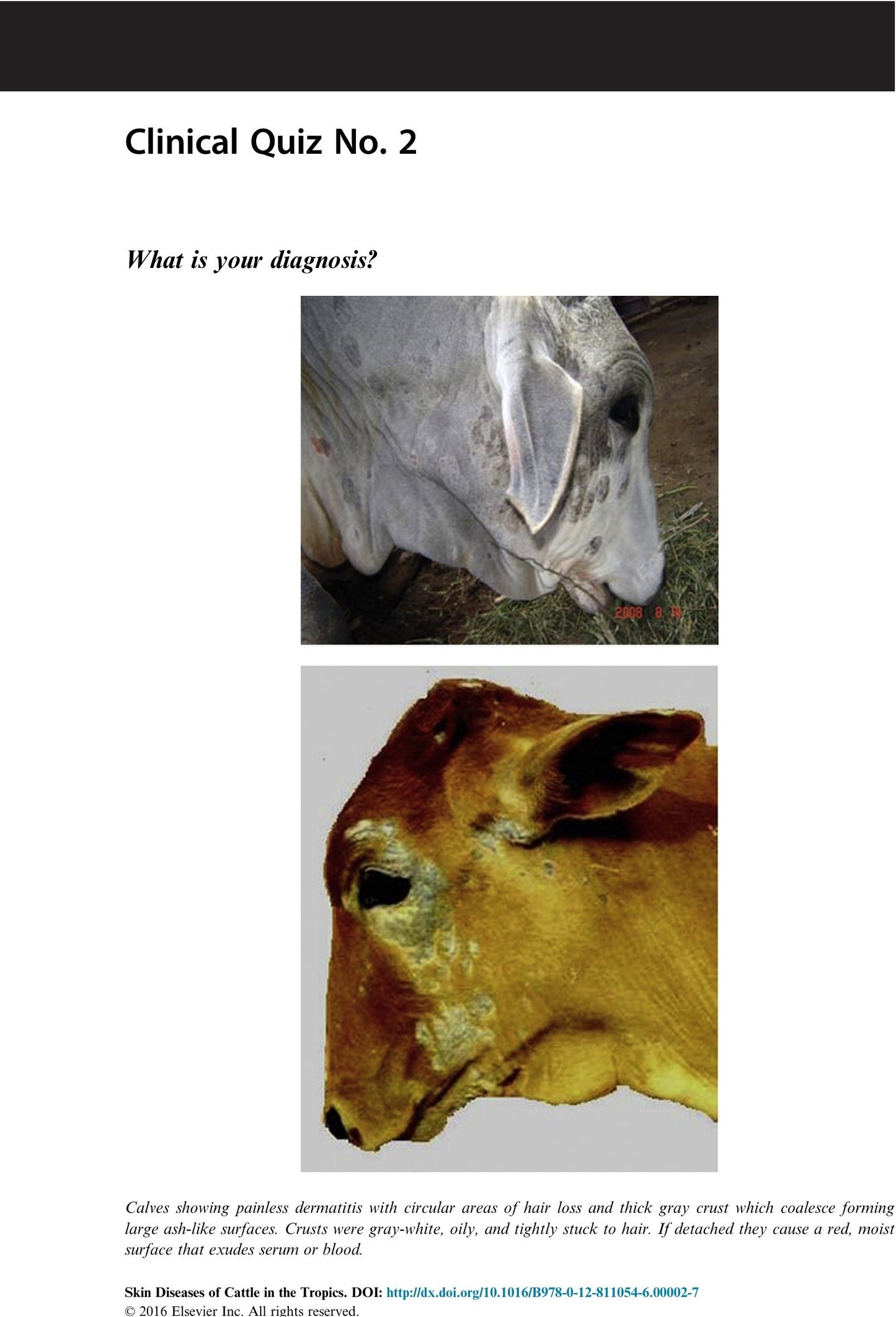 Skin Diseases Of Cattle In The Tropics A Guide To Diagnosis And Treatment