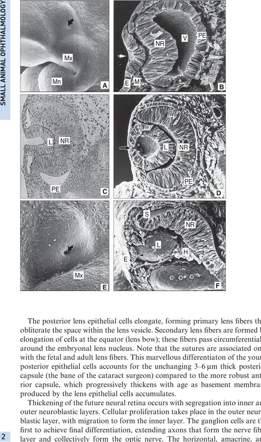 Small Animal Ophthalmology 4Th Edition