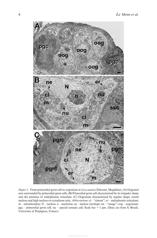 The Fish Oocyte From Basic Studies To Biotechnological Applications