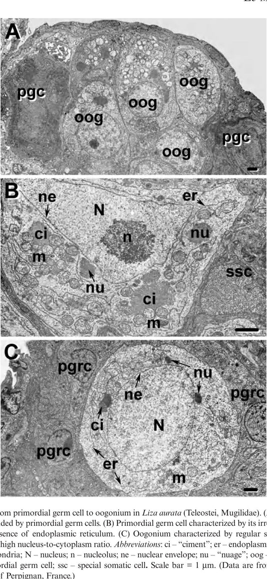 The Fish Oocyte From Basic Studies To Biotechnological Applications