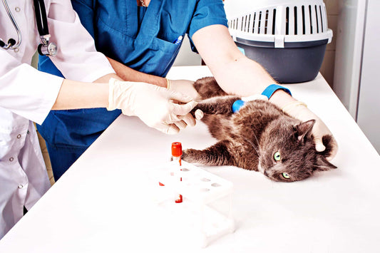Types Of Laboratory Tests In Veterinary Clinic