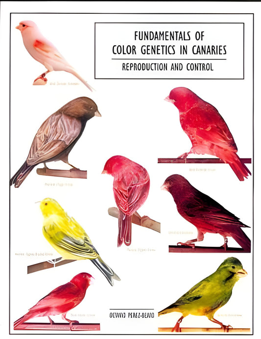 Fundamentals Of Color Genetics In Canaries Reproduction And Control
